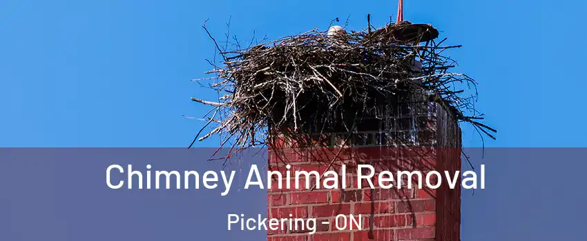 Chimney Animal Removal Pickering - ON
